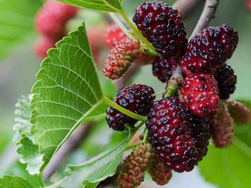Шелковица купить саженцы из питомнике в Омске