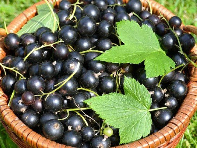 Смородина купить саженцы из питомника в Омске