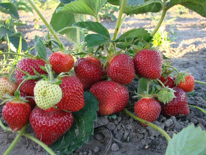 Клубника купить саженцы из питомника в Омске