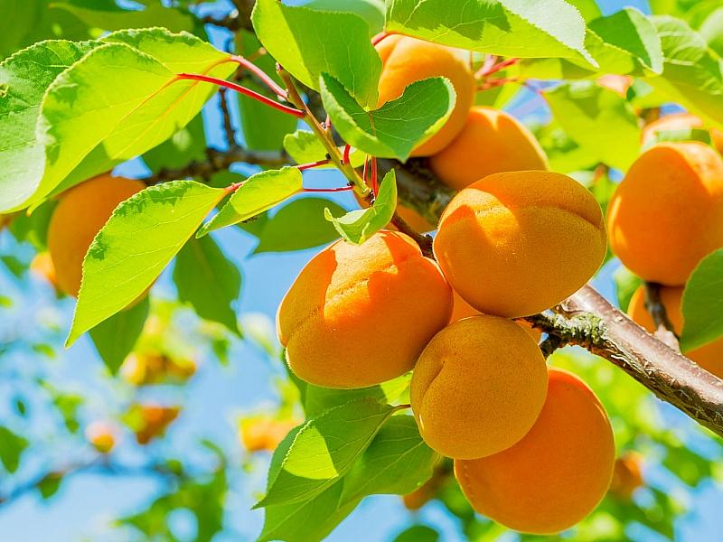 Абрикос купить саженцы из питомнике в Омске