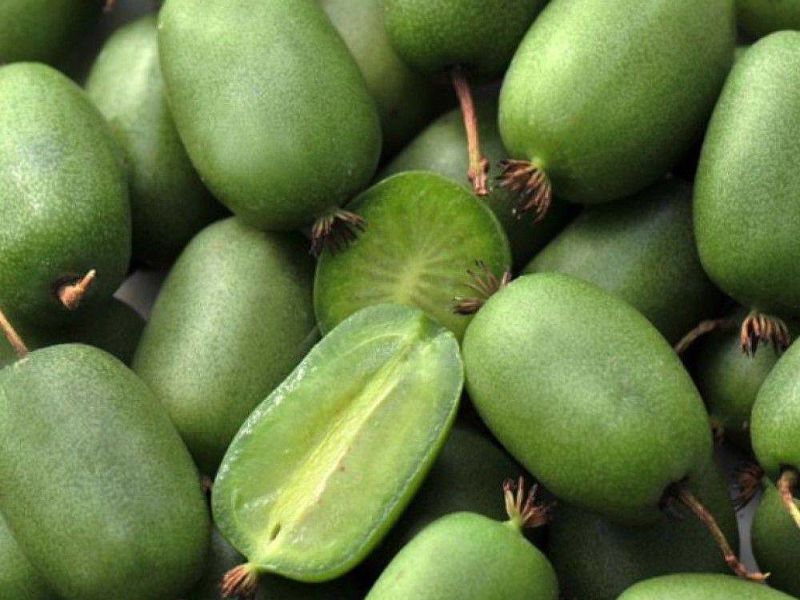 Актинидия купить саженцы из питомнике в Омске